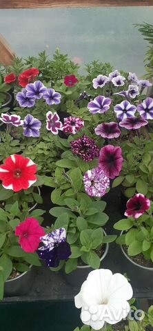 Цветы в кашпо и в рассаде