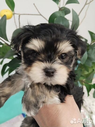 Йоркширский терьер мальчик и девочка