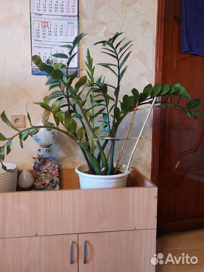 Замиокулькас