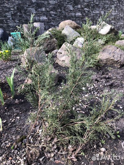 Можжевельник