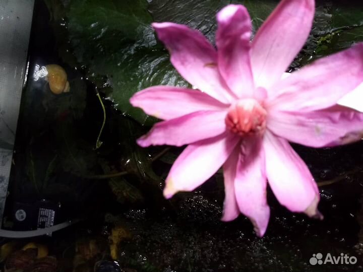 Аквариумные растения