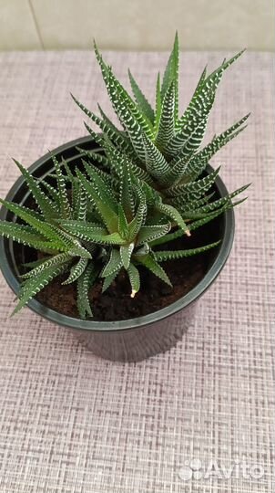 Хавортия полосатая