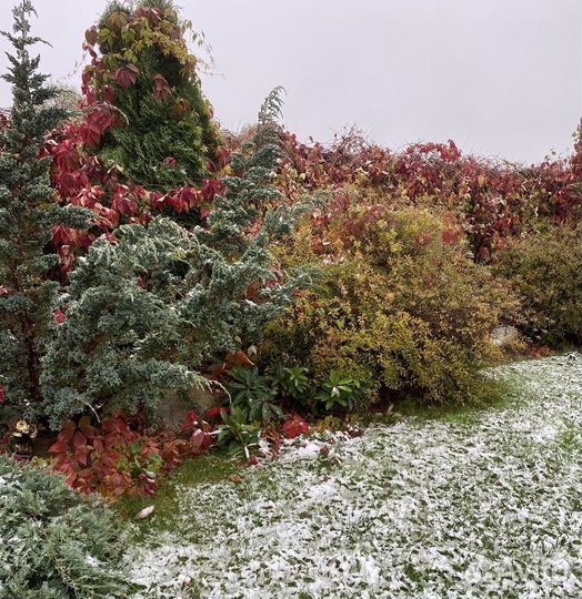 Дикий девичий виноград
