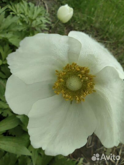 Анемона, ветреница лесная