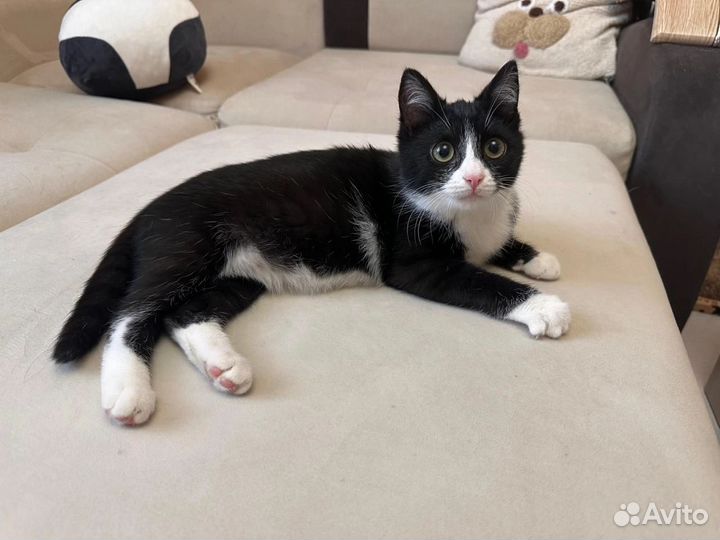 Черный котенок девочка