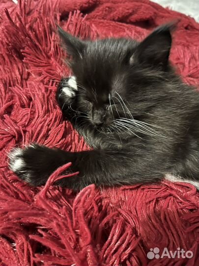 Отдам котенка в добрые руки