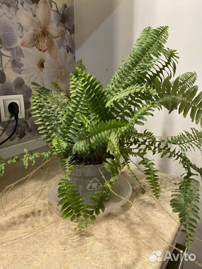 Комнатные растения