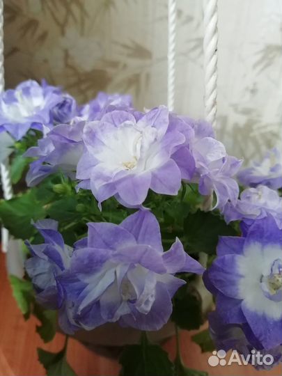 Кампанула жених и невеста