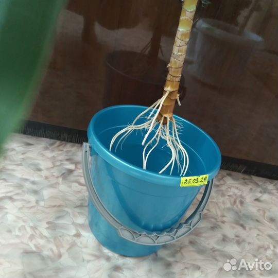 Макушка с корнями от драцены (посажена в горшок)