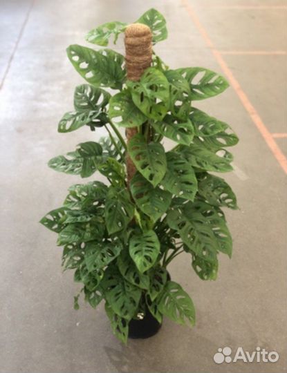 Монстера манки маск