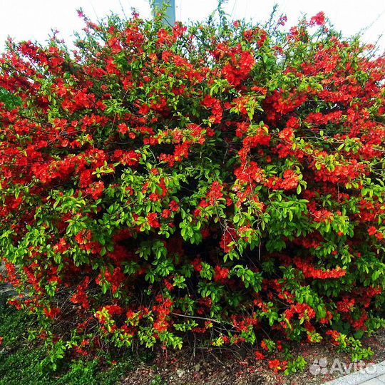 Японская айва (Хеномелес) саженцы зкс 4хлетка