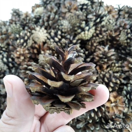 Шишки сосновые