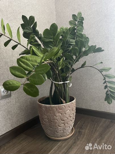 Замиокулькас