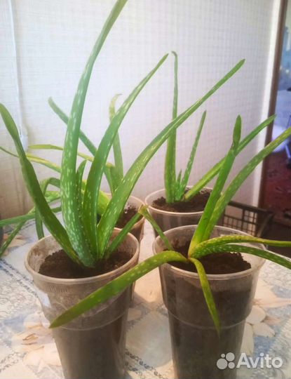 Алоэ вера лечебный