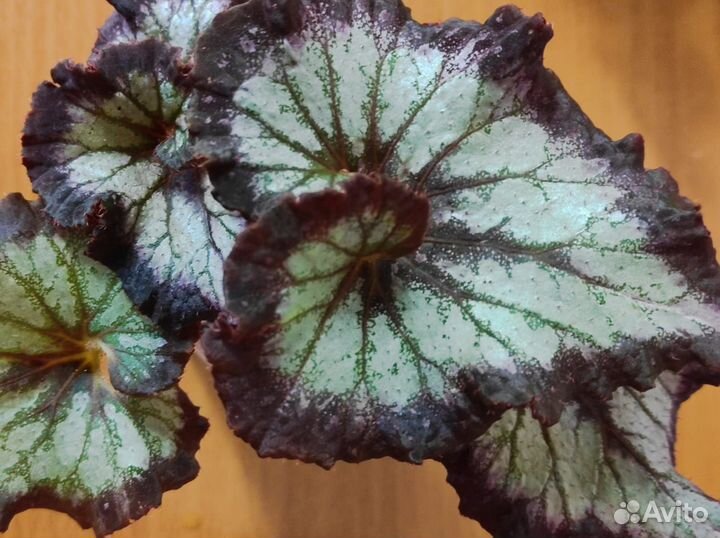 Комнатные растения