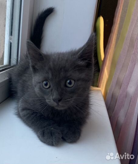 Британские котята