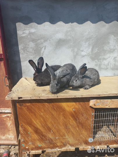 Кролики самки