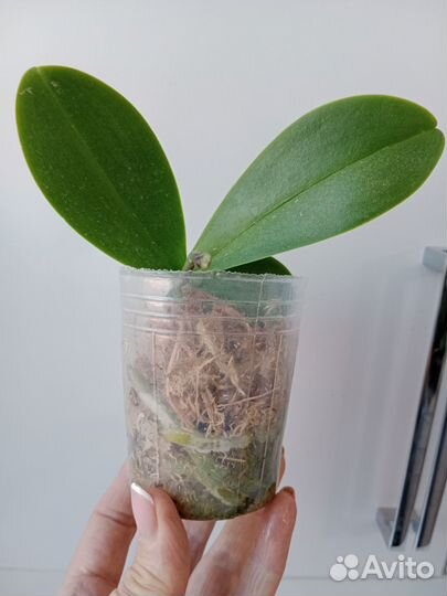 Орхидея фаленопсис детка