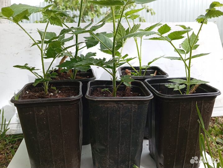 Саженцы ежевики сорт Карака Блэк