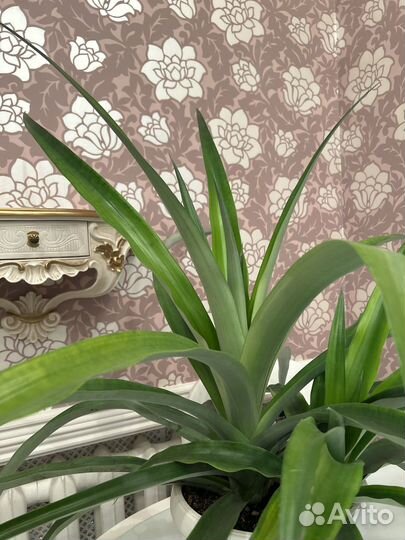 Ананас растение