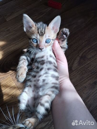 Бенгальский котёнок