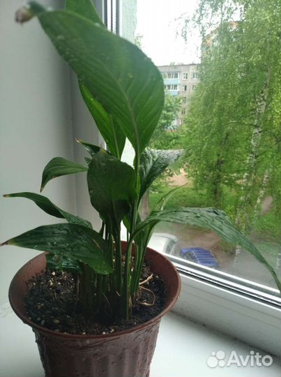 Спатифиллум