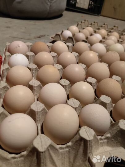 Домашние куриные яйца