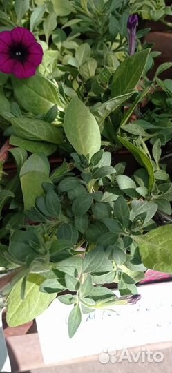 Петуния Изи Вейв красная, коралловая, рассада