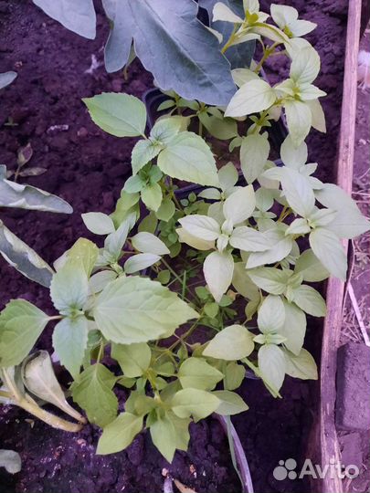 Рассада (базилик, баклажаны, цветы, перцы)