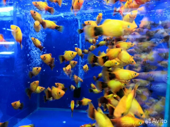Пецилии Аквариумные живородящие рыбки