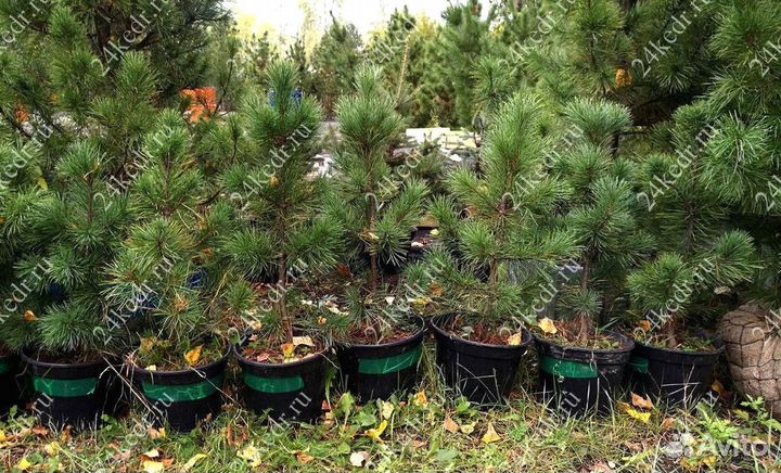 Саженцы сибирского кедра