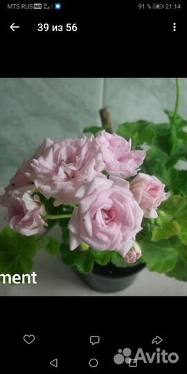 Пеларгония герань