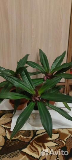 Традесканция покрывальчатая (рео)