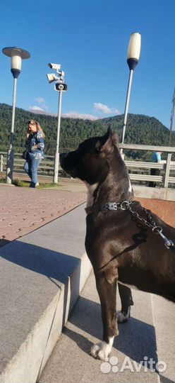 Амстафф вязка