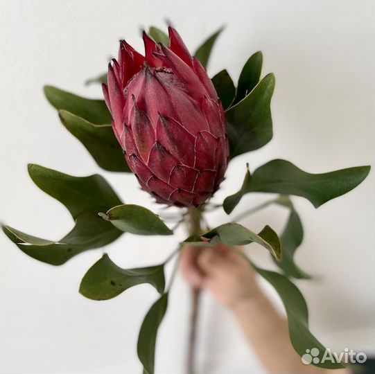 Цветы Протея