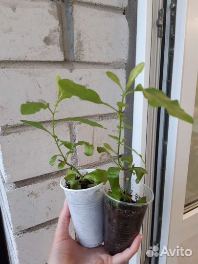 Свинчатка,Зефирантесы,Гиппеаструм