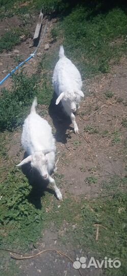 Козлик и козочка, разные семьи