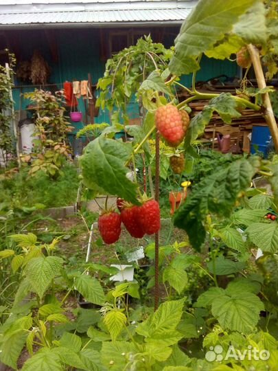 Клубника, малина взрослые кустики