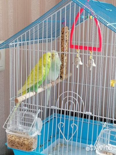 Волнистый попугай с клеткой