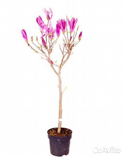 Магнолия сьюзан на штамбе