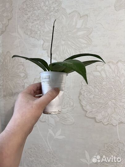 Ирезине, традесканция, герань