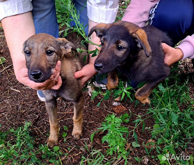 Щенки дворяне SOS