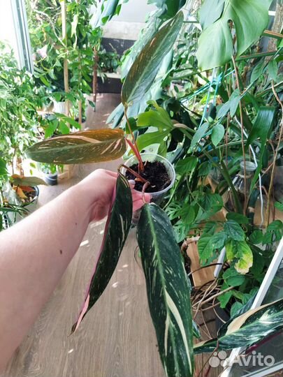 Строманта триколор