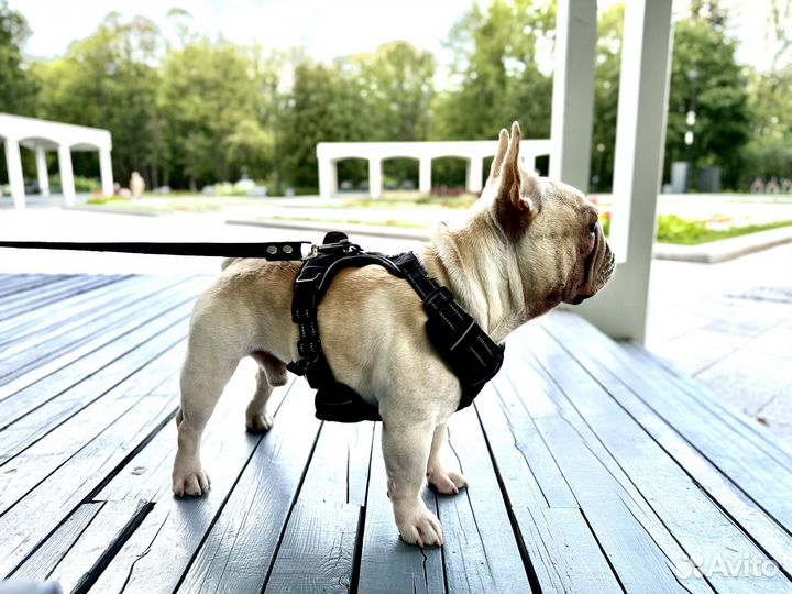 Вязка Французского бульдога