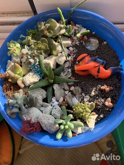 Суккуленты композиции