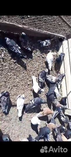 Николаевские голуби