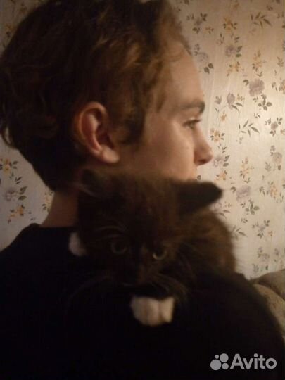 Кошка в дар бесплатно