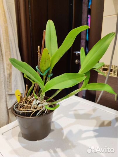 Cattlianthe Varut Startrack