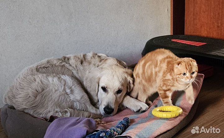 Золотистый ретривер