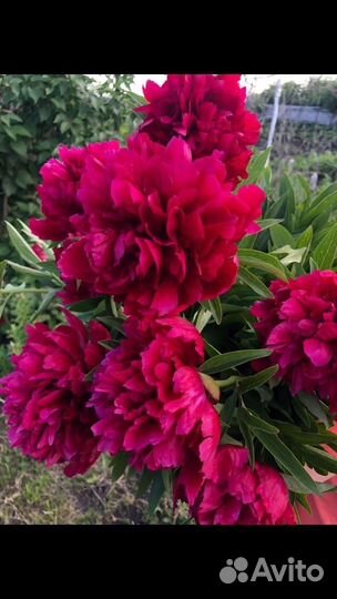 Пионы саженцы(корни), ландыши саженцы